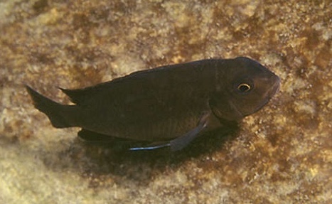Tropheops sp. 'mbenji blue' Mbenji Island